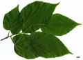SpeciesSub: subsp. caucasica